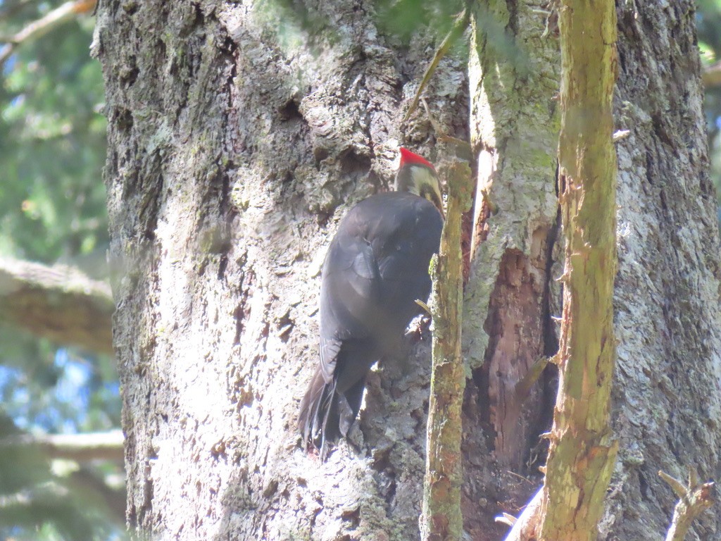 Pileated Woodpecker - ML638989196
