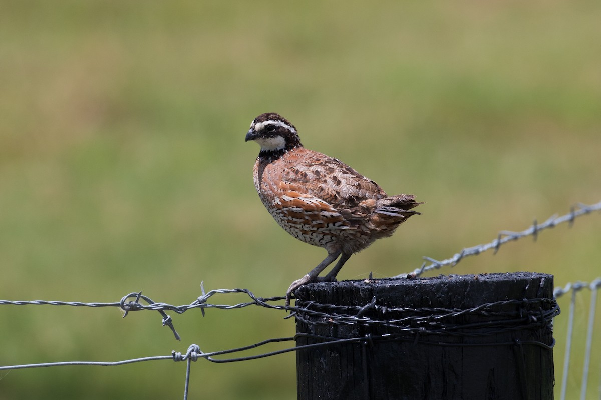 křepel virginský - ML638989198