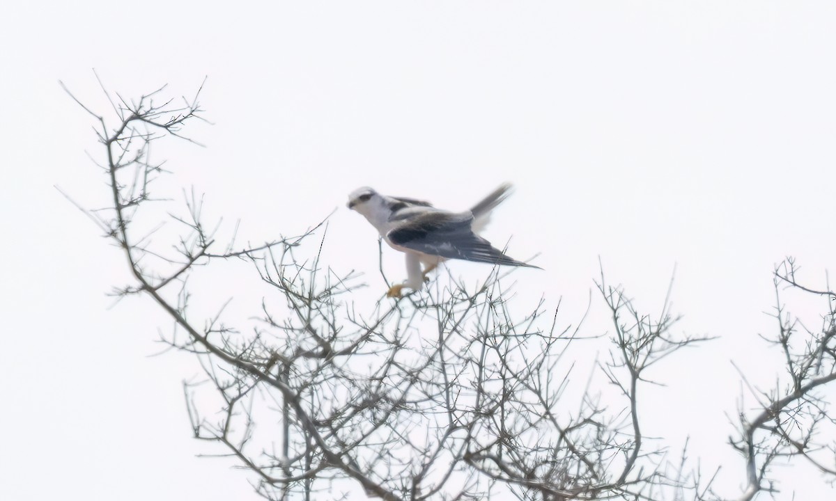 Black-winged Kite - ML638989201