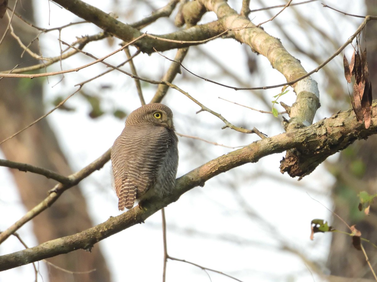 Jungle Owlet - ML638989205