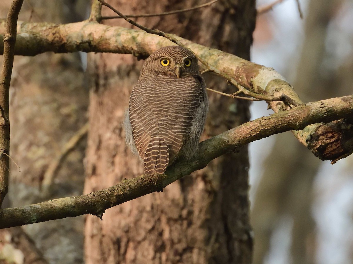 Jungle Owlet - ML638989209