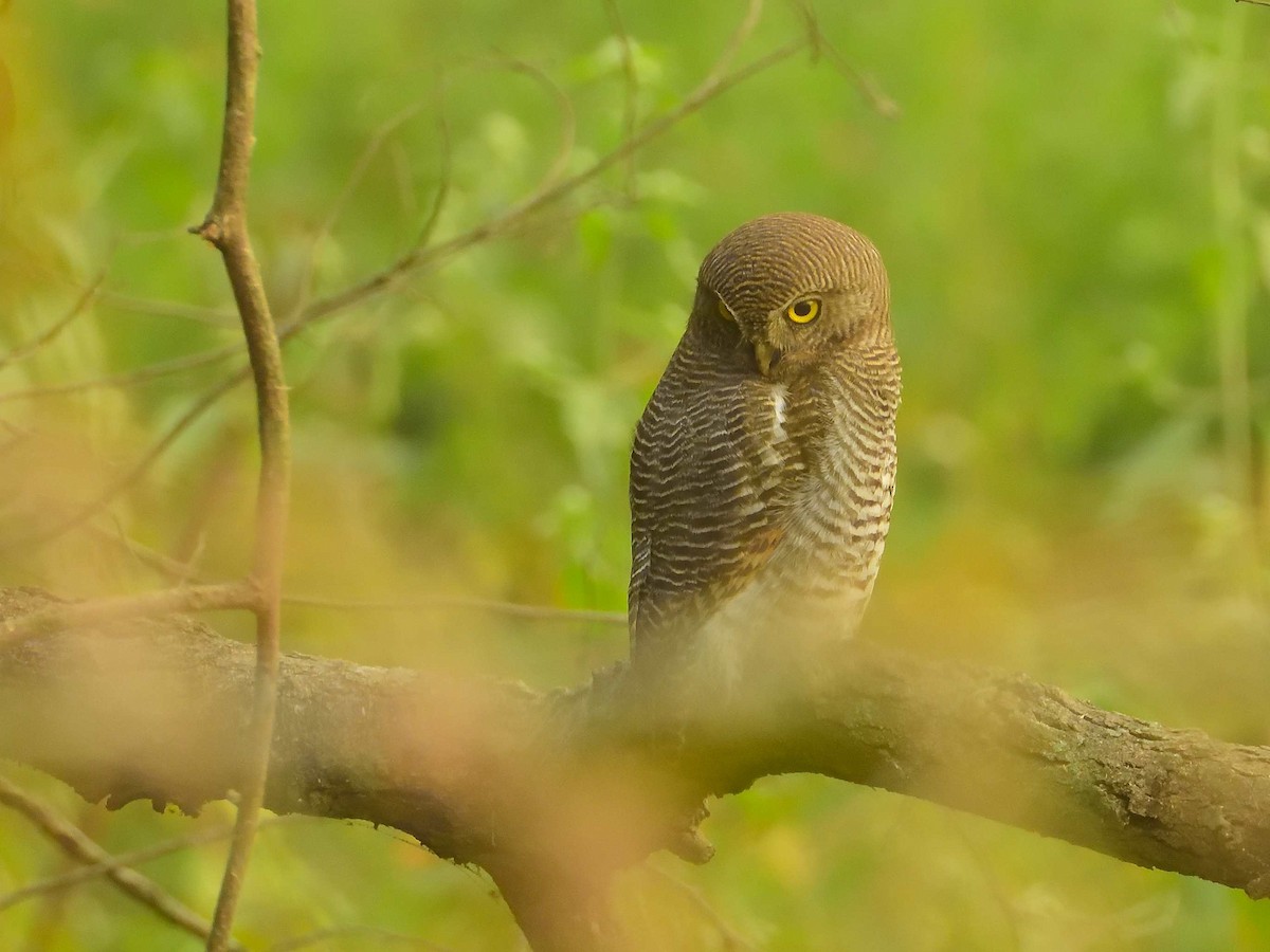 Jungle Owlet - ML638989215