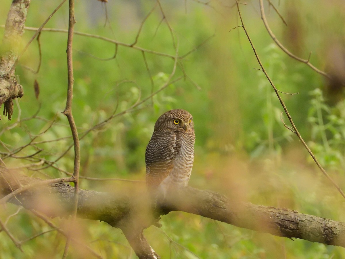 Jungle Owlet - ML638989216