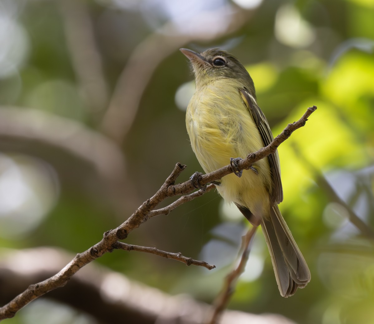 Picoplano Sulfuroso - ML638989254