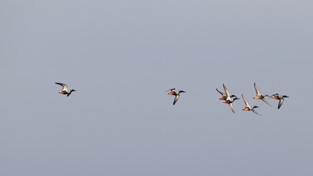 Northern Shoveler - ML638989256