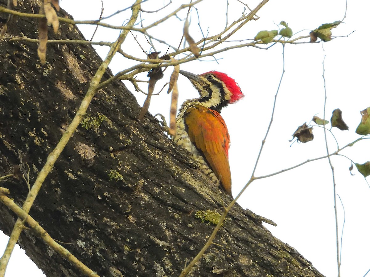 Himalayan Flameback - ML638989267