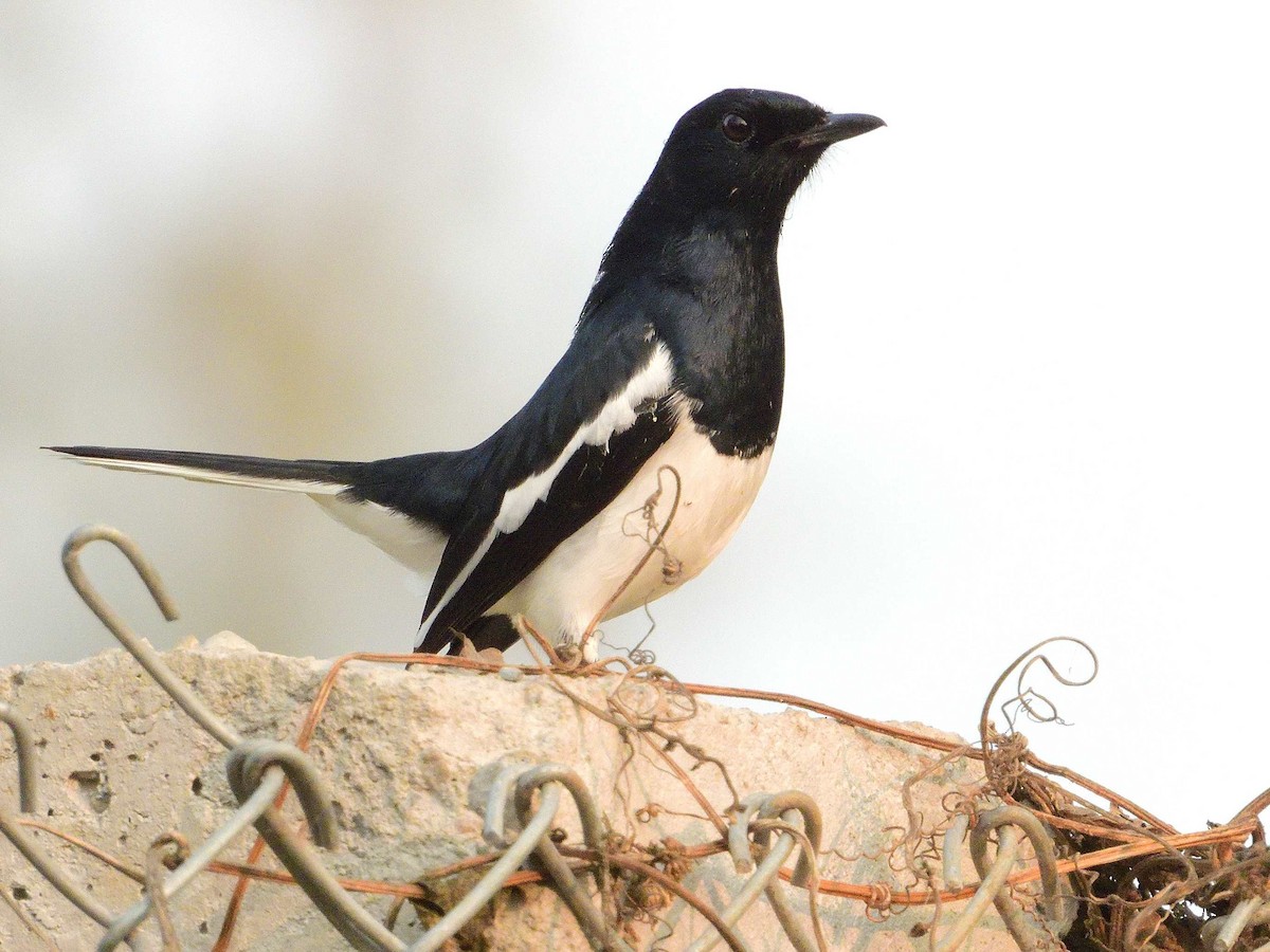 Oriental Magpie-Robin - ML638989271