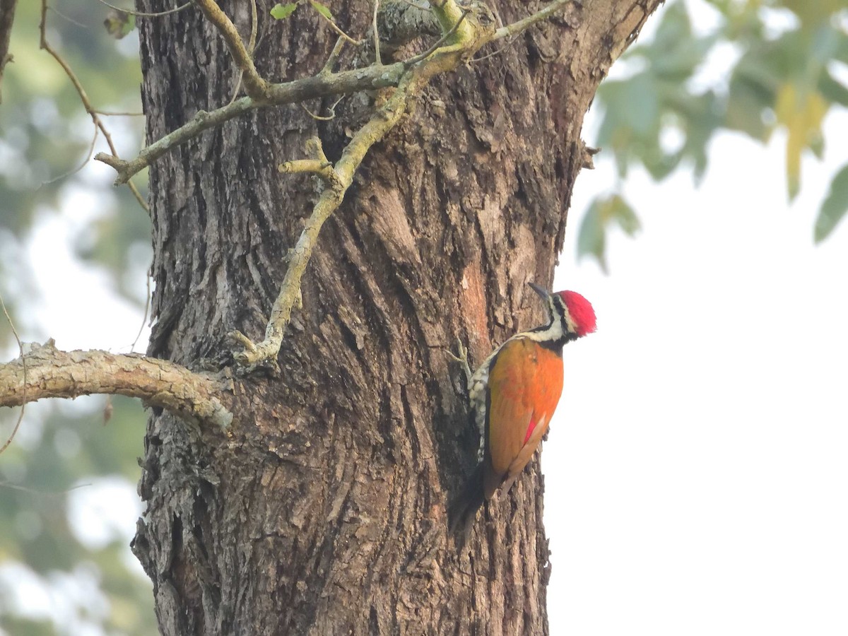 Himalayan Flameback - ML638989276