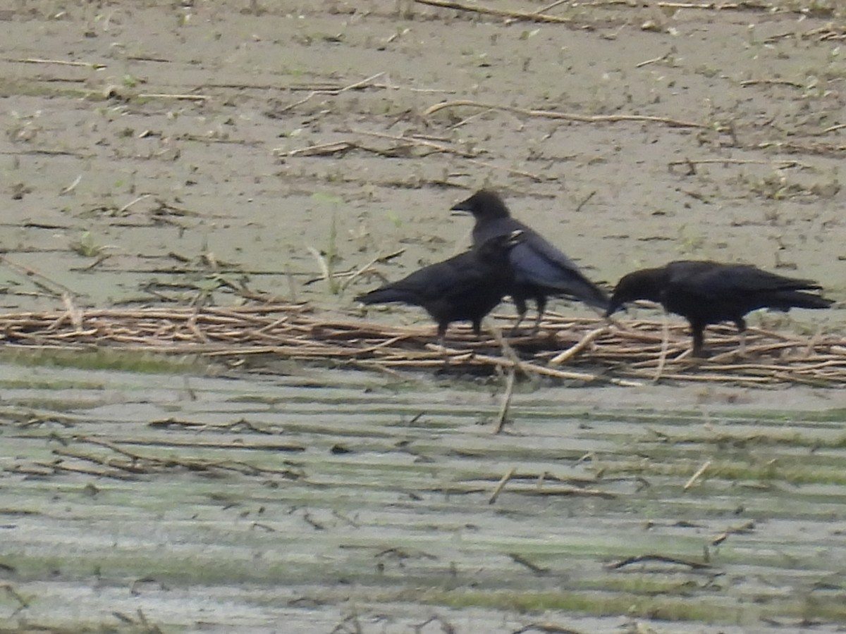 American Crow - ML638989278