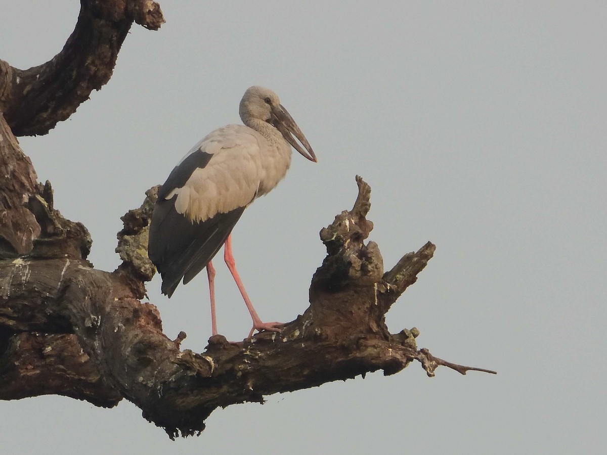 Asian Openbill - ML638989280