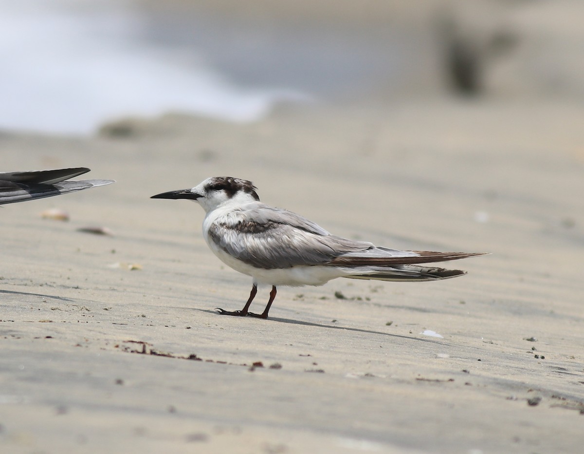 Little Tern - ML638989293