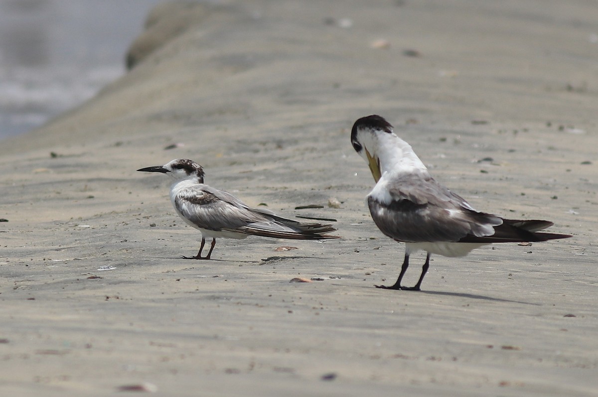 Little Tern - ML638989294