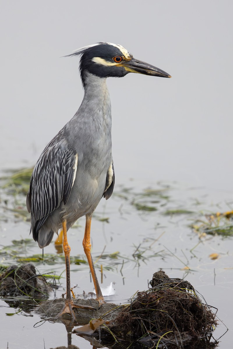 Krabbenreiher - ML638989310