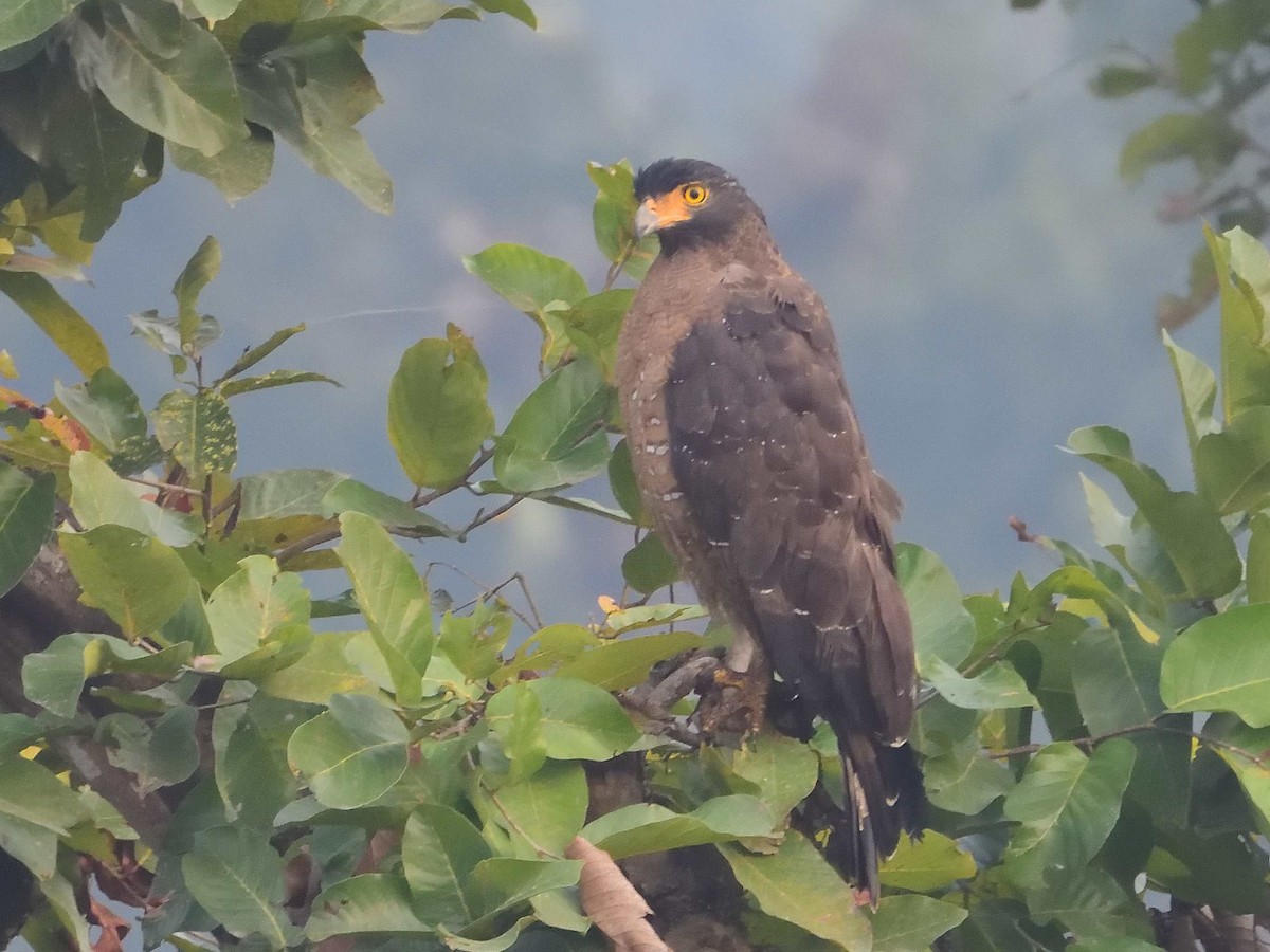 Crested Serpent-Eagle - ML638989311