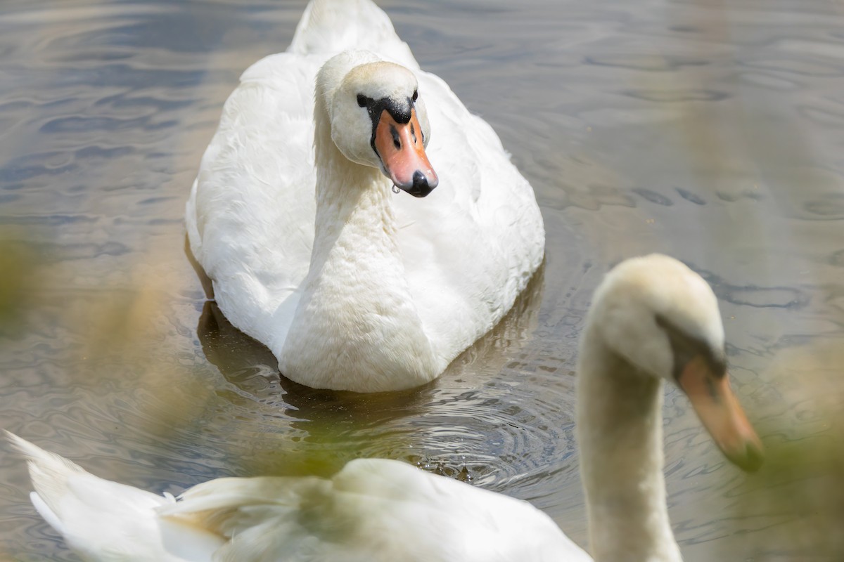 Cisne Vulgar - ML638989313