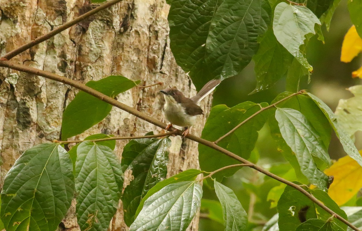 Buff-throated Apalis - ML638989348
