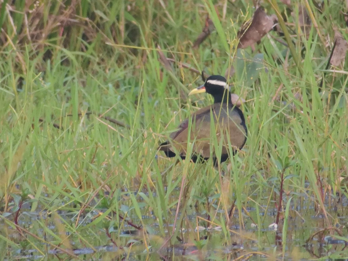 Bronze-winged Jacana - ML638989356
