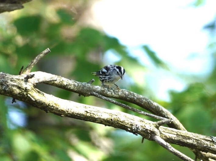 Black-and-white Warbler - ML638989398