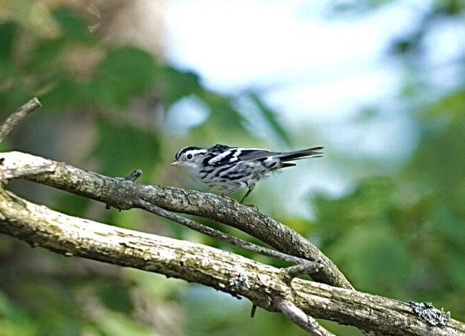 Black-and-white Warbler - ML638989399