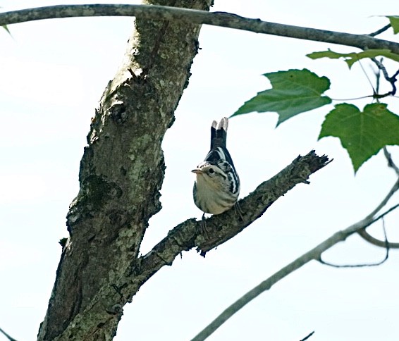 Black-and-white Warbler - ML638989400