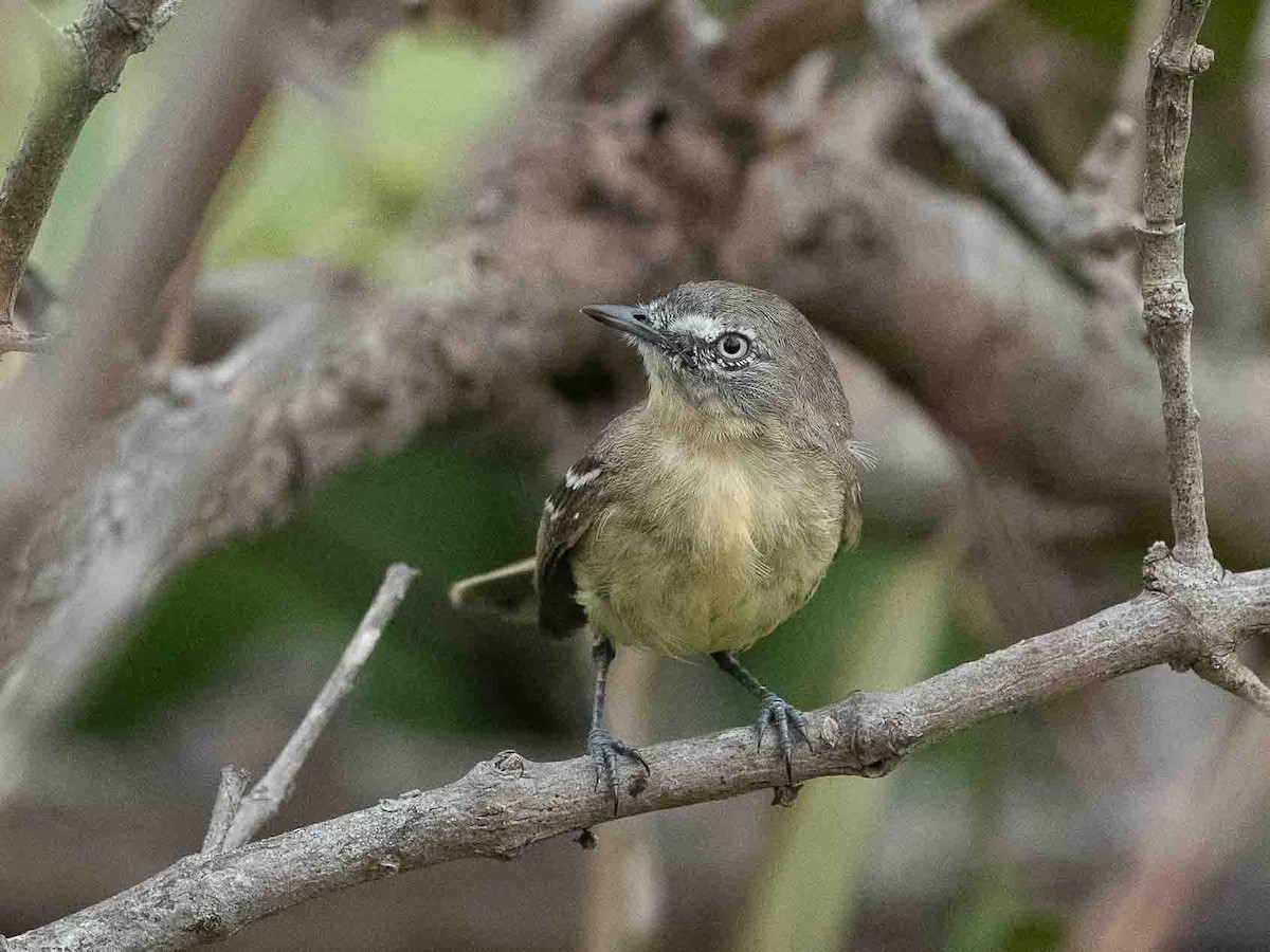 Pale-tipped Tyrannulet - ML638989408