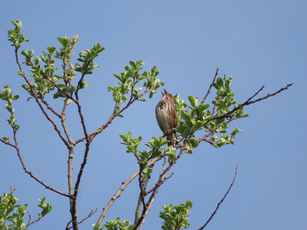 Song Sparrow - ML638989412