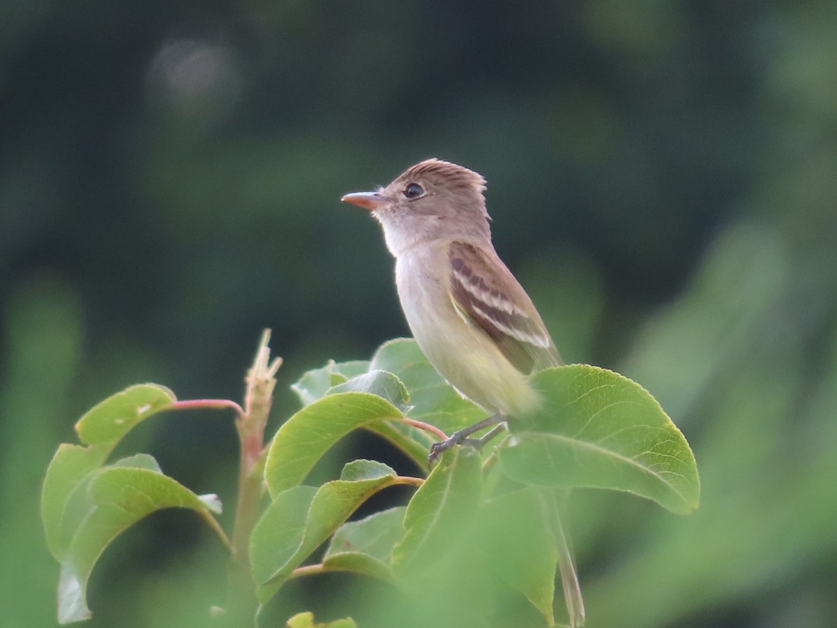 Willow Flycatcher - ML638989418