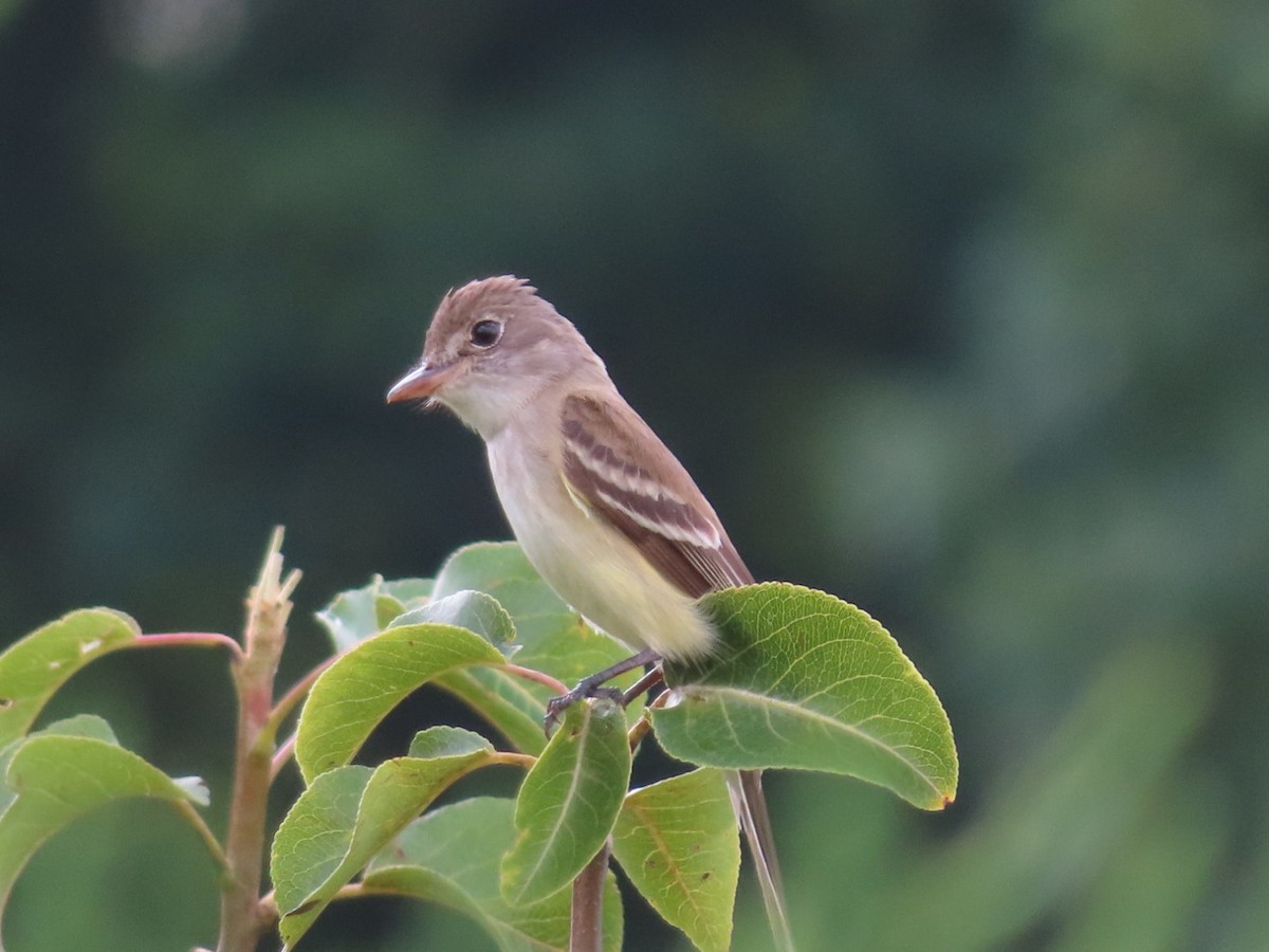 Willow Flycatcher - ML638989419