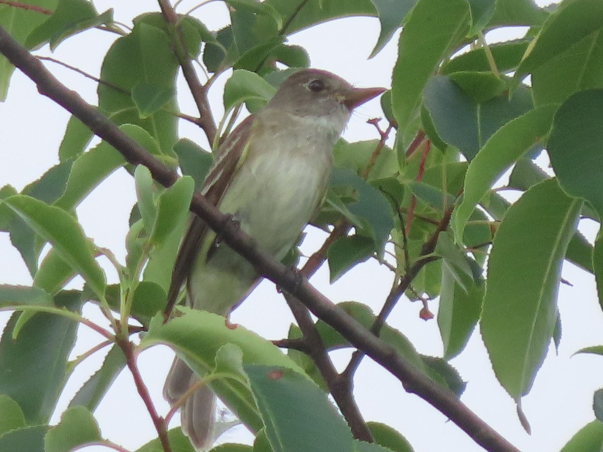 Willow Flycatcher - ML638989420