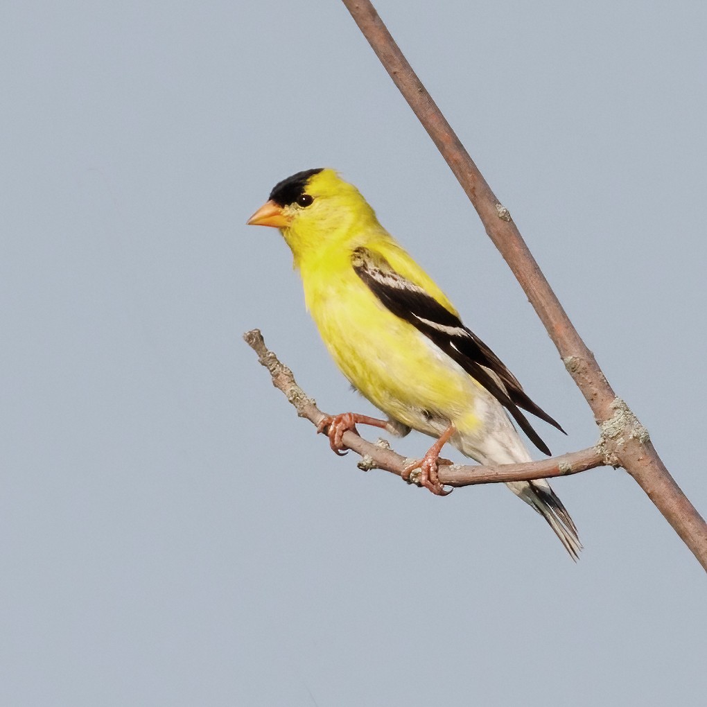 American Goldfinch - ML638989421