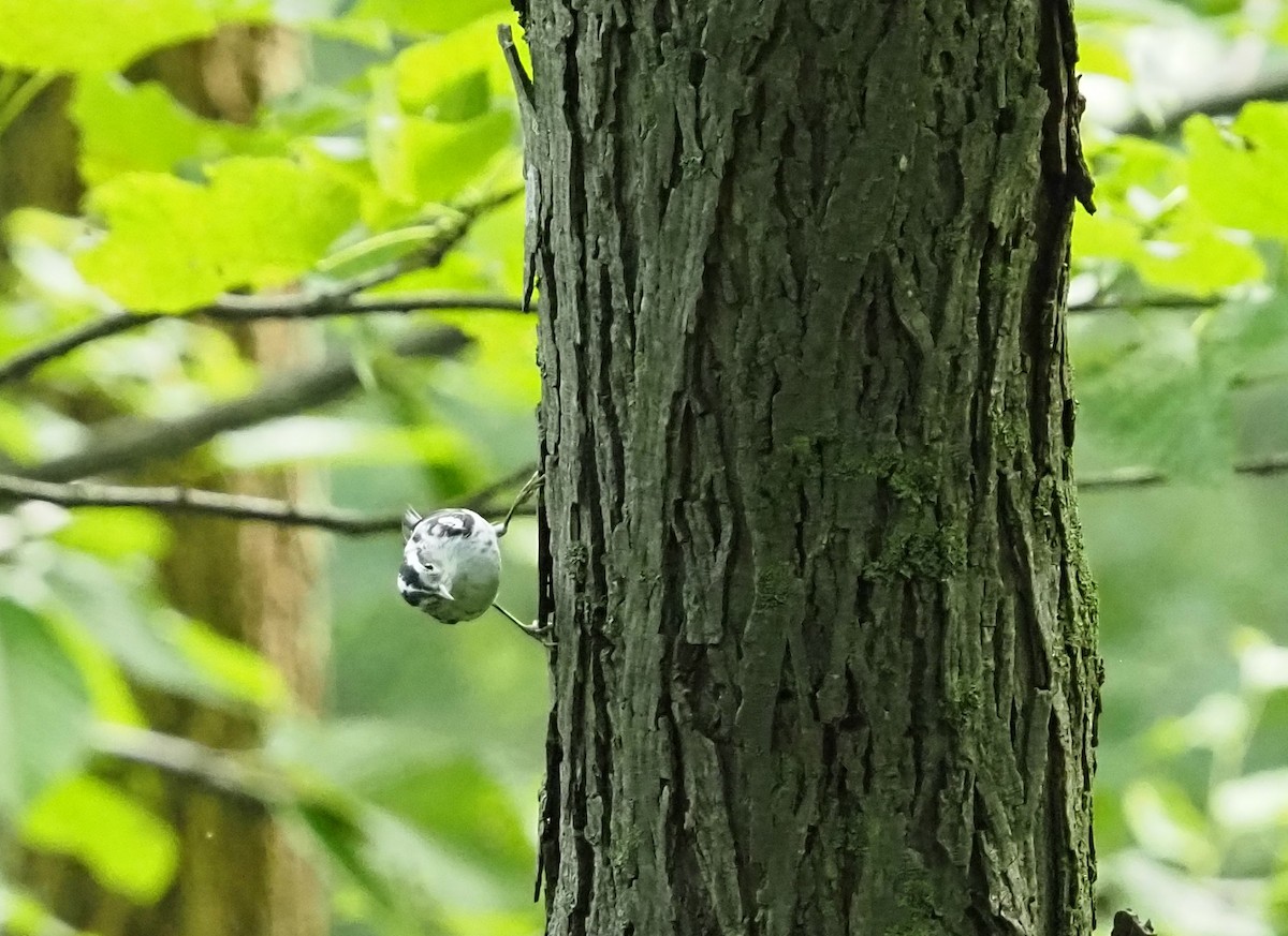 Black-and-white Warbler - ML638989422