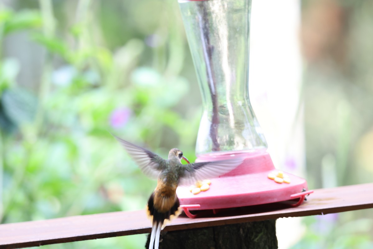 Tawny-bellied Hermit - ML638989433