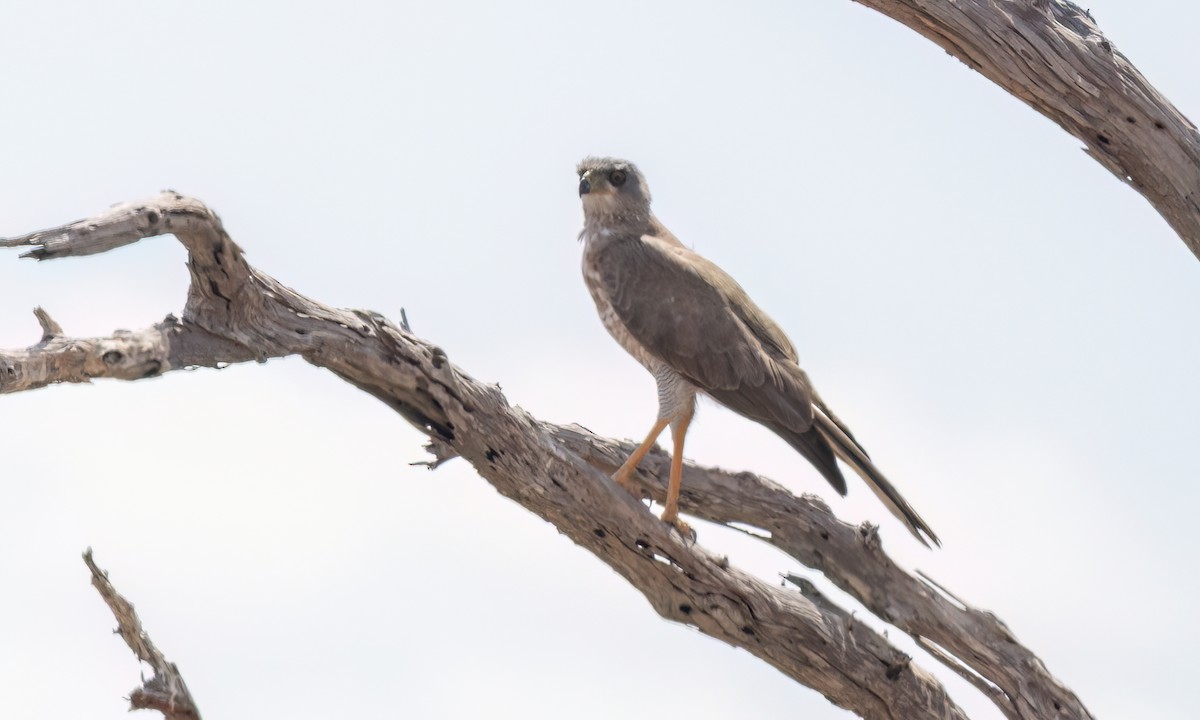 Eastern Chanting-Goshawk - ML638989473