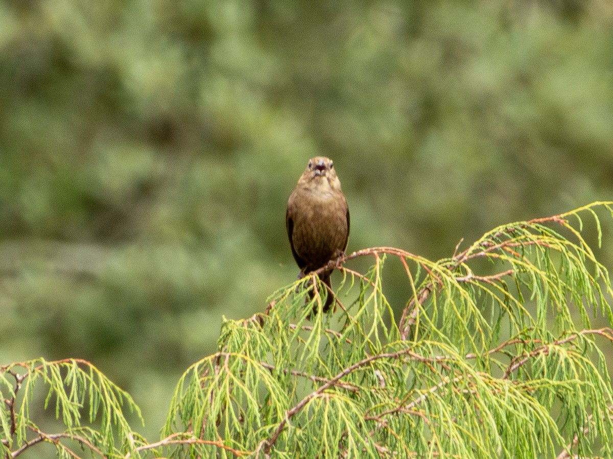 brunhodetrupial - ML638989486