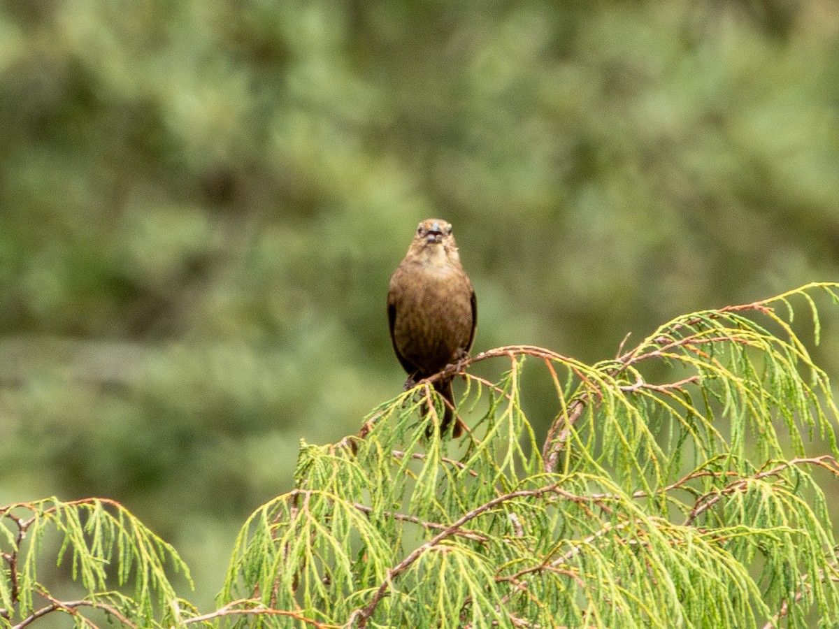 brunhodetrupial - ML638989487