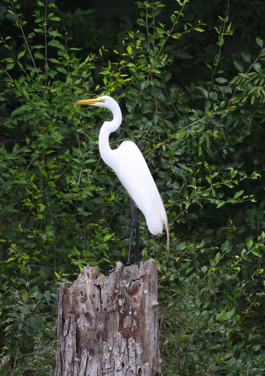 egretthegre - ML638989514