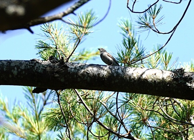 Chipping Sparrow - ML638989532