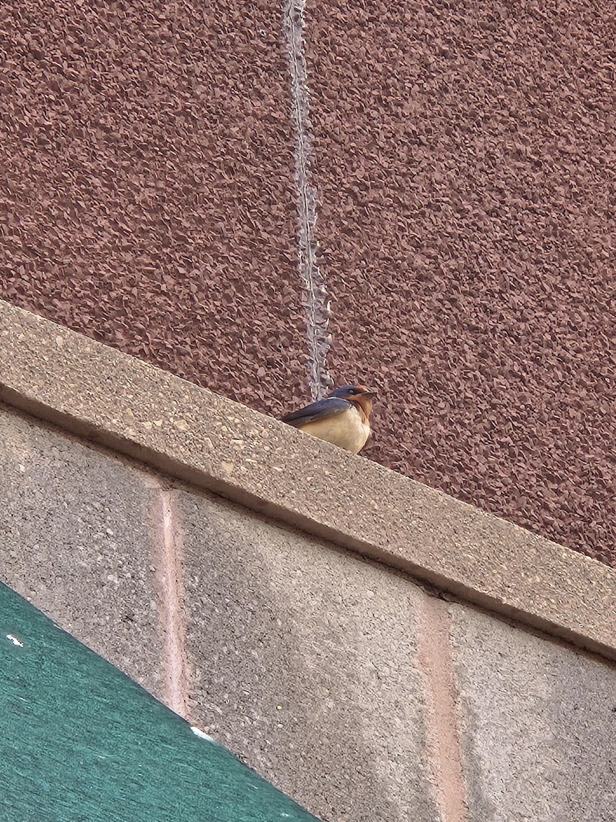 Barn Swallow - ML638989543