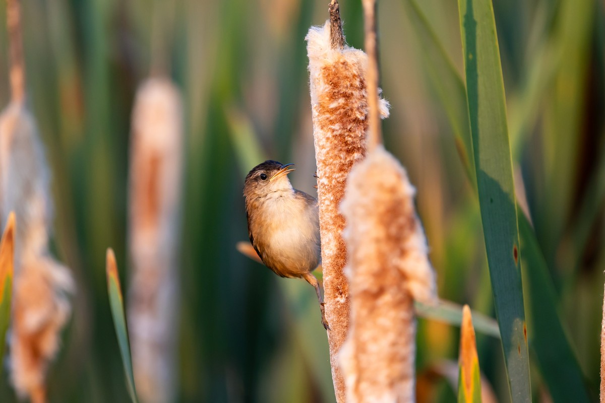 Marsh Wren - ML638989572