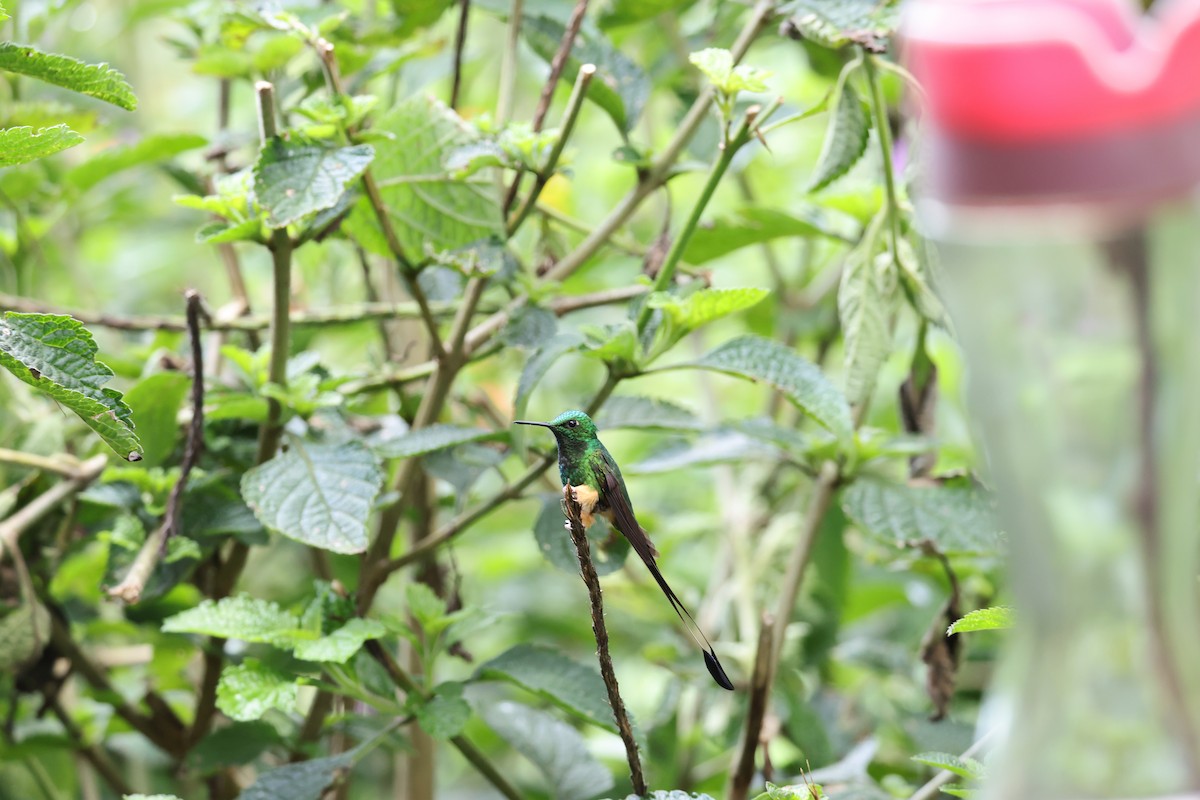 Peruvian Racket-tail - ML638989574