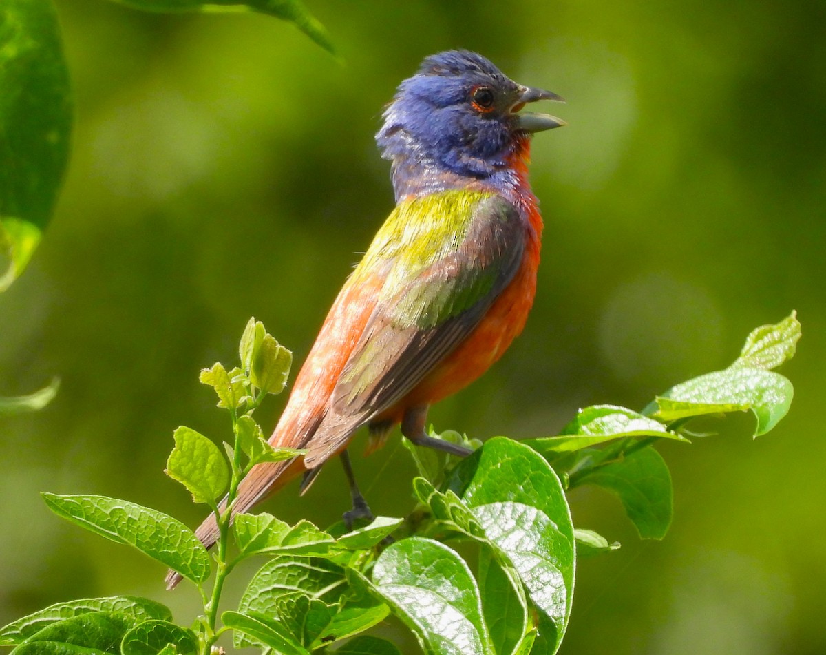 Painted Bunting - ML638989576
