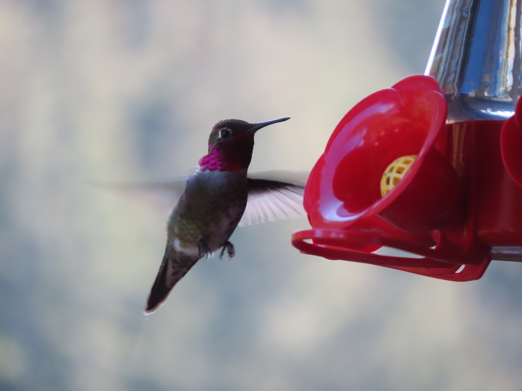 Anna's Hummingbird - ML638989577