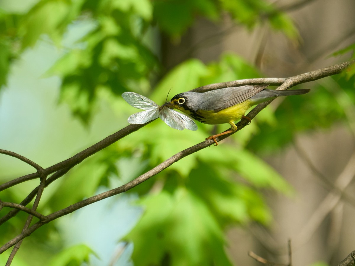 Canada Warbler - ML638989578