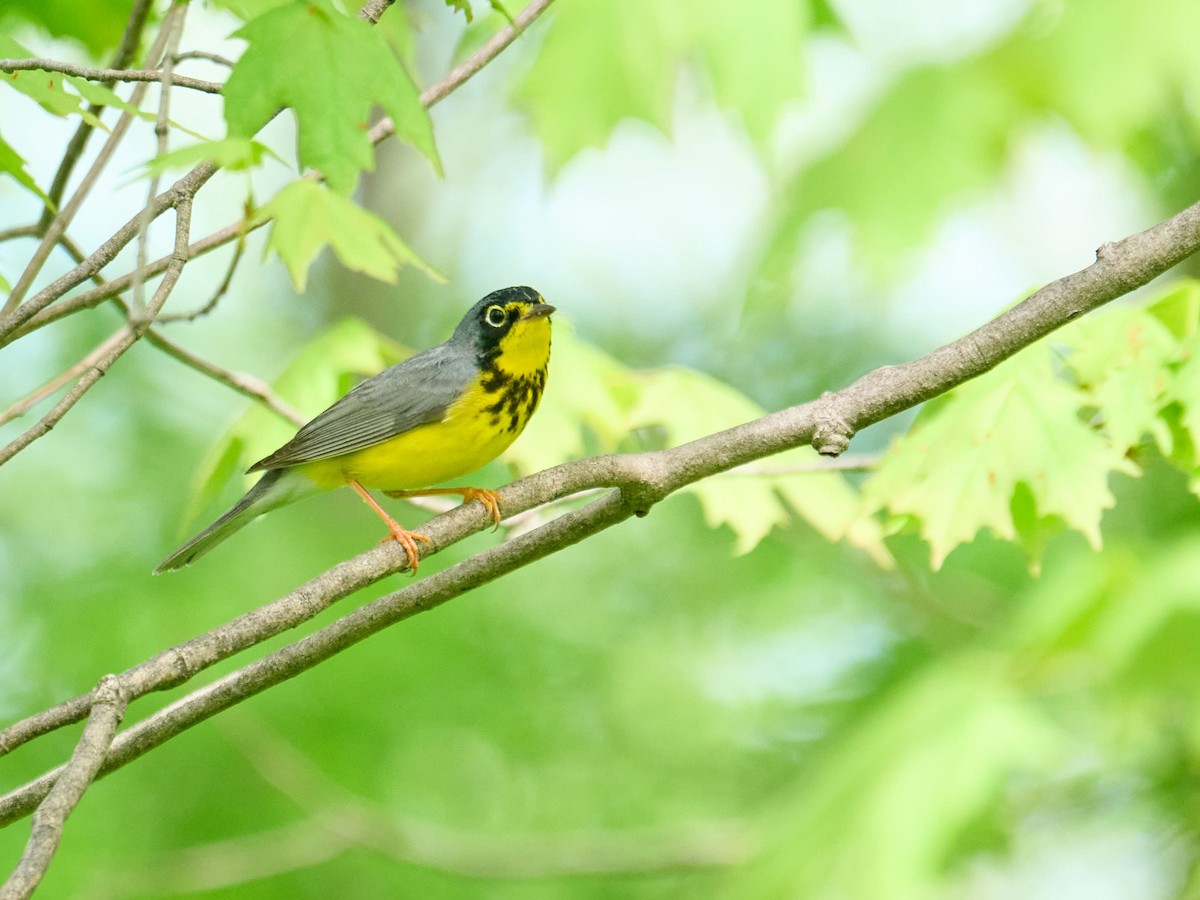 Canada Warbler - ML638989579