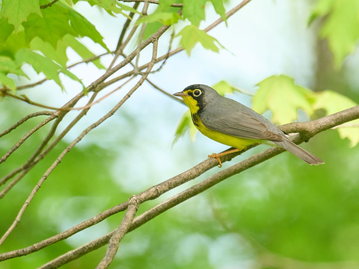 Canada Warbler - ML638989580