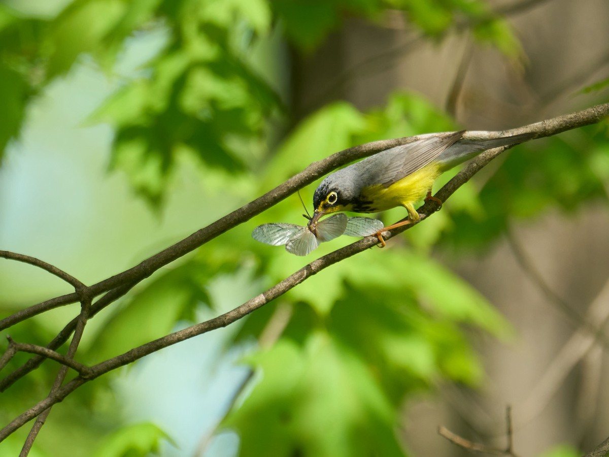 Canada Warbler - ML638989581