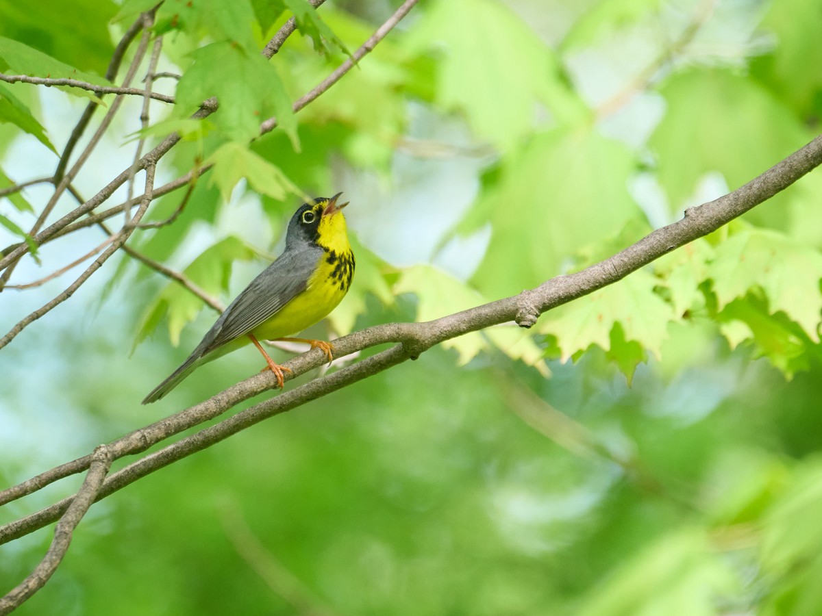 Canada Warbler - ML638989582