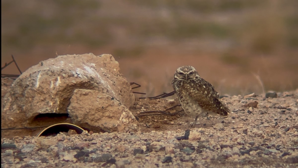 Burrowing Owl - ML638989583