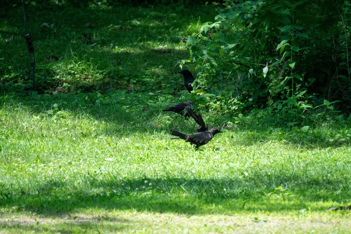 American Crow - ML638989584