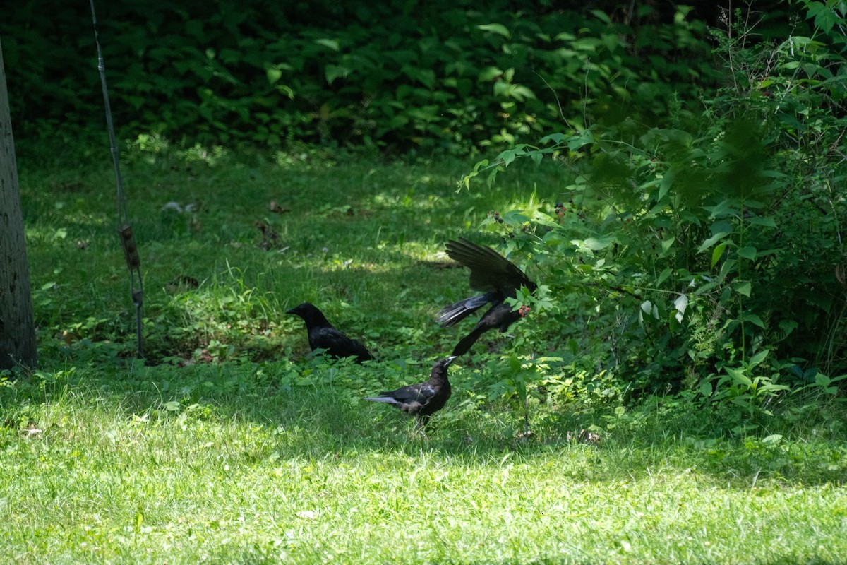 American Crow - ML638989585
